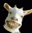 /album/fenykepgaleria/kecske-mosoly-gif/